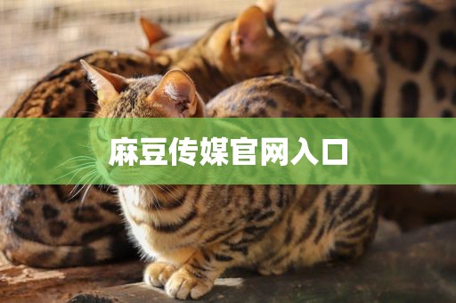 麻豆传媒官网入口
