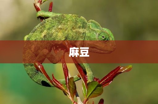 麻豆