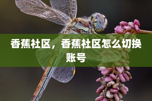 香蕉社区，香蕉社区怎么切换账号