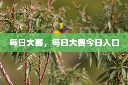每日大赛，每日大赛今日入口