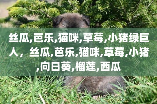 丝瓜,芭乐,猫咪,草莓,小猪绿巨人，丝瓜,芭乐,猫咪,草莓,小猪,向日葵,榴莲,西瓜