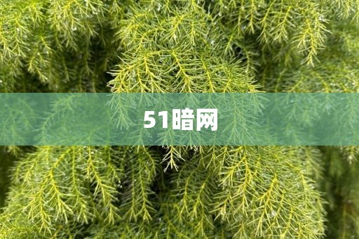 51暗网