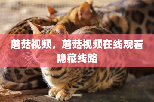 蘑菇视频，蘑菇视频在线观看隐藏线路