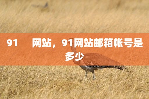 91     网站，91网站邮箱帐号是多少