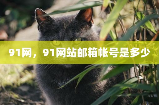 91网，91网站邮箱帐号是多少