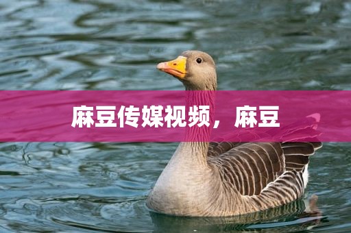 麻豆传媒视频，麻豆