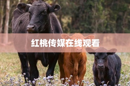 红桃传媒在线观看