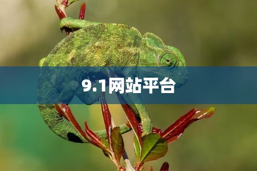 9.1网站平台