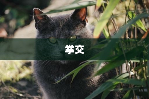 拳交