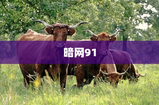 暗网91