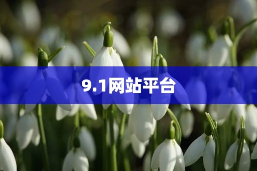 9.1网站平台