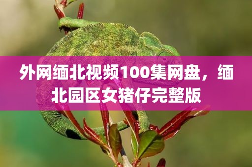 外网缅北视频100集网盘，缅北园区女猪仔完整版