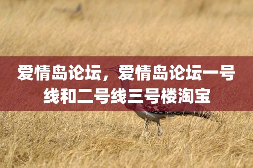 爱情岛论坛，爱情岛论坛一号线和二号线三号楼淘宝