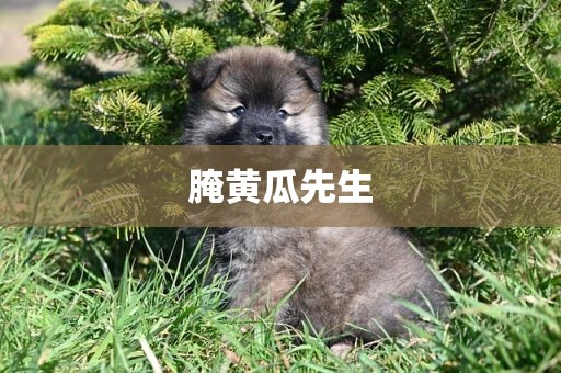 腌黄瓜先生