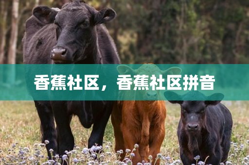 香蕉社区，香蕉社区拼音