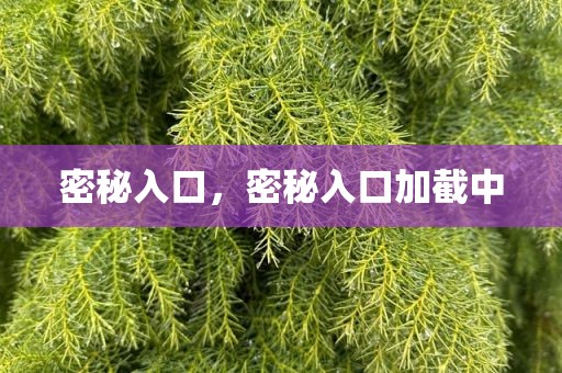 密秘入口，密秘入口加截中