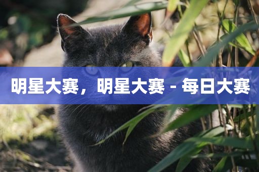 明星大赛，明星大赛 - 每日大赛