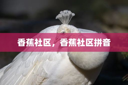 香蕉社区，香蕉社区拼音