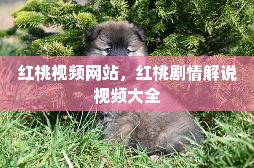 红桃视频网站，红桃剧情解说视频大全