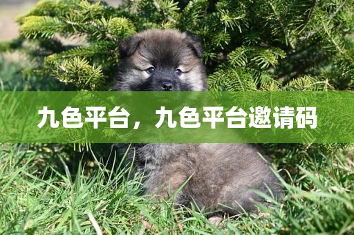 九色平台，九色平台邀请码