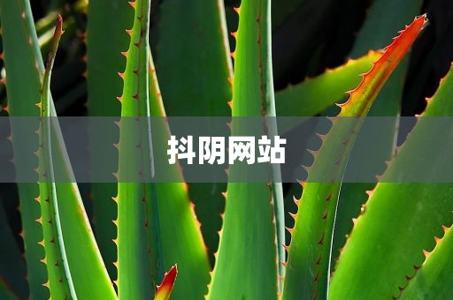 抖阴网站