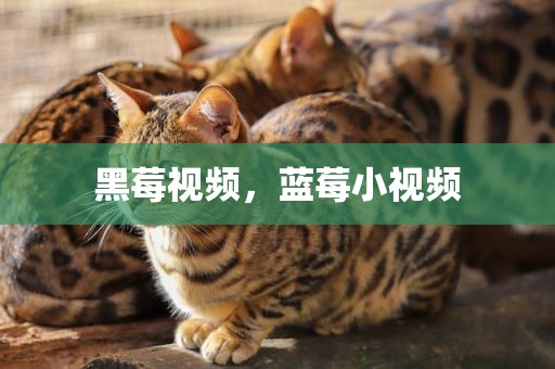 黑莓视频，蓝莓小视频