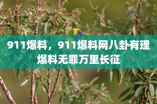 911爆料，911爆料网八卦有理爆料无罪万里长征