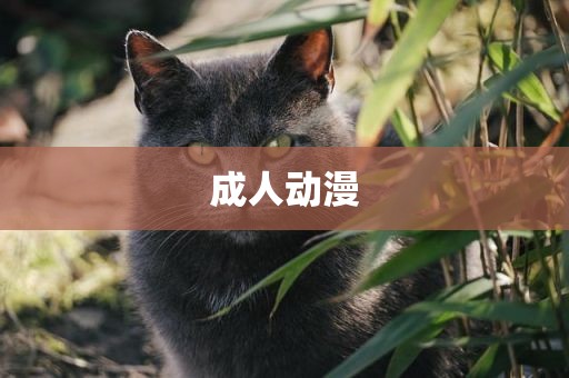 成人动漫
