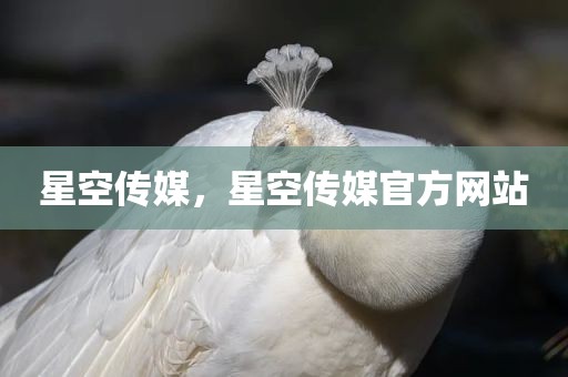 星空传媒，星空传媒官方网站