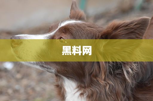 黑料网