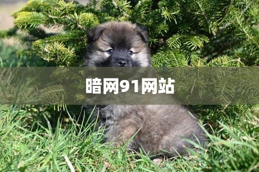 暗网91网站