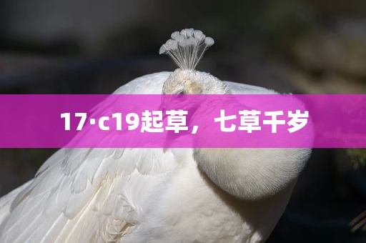 17·c19起草，七草千岁