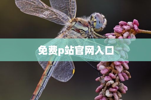 免费p站官网入口