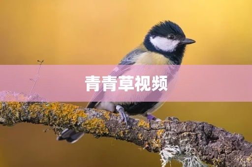青青草视频