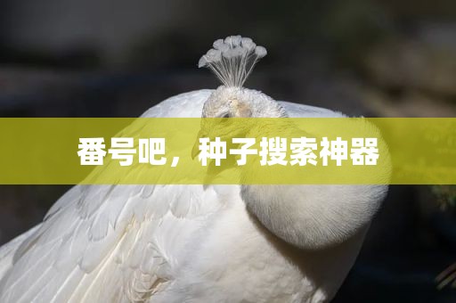番号吧，种子搜索神器