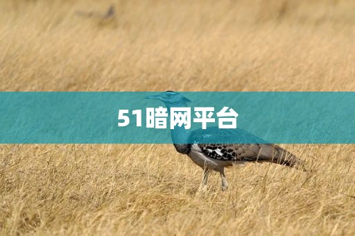 51暗网平台