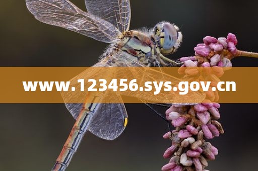 www.123456.sys.gov.cn