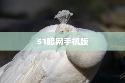 51暗网手机版