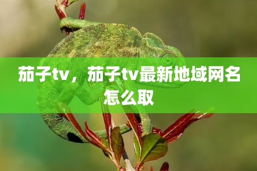 茄子tv，茄子tv最新地域网名怎么取