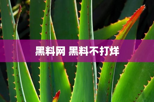 黑料网 黑料不打烊