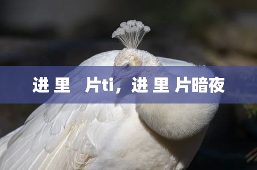 进 里   片ti，进 里 片暗夜