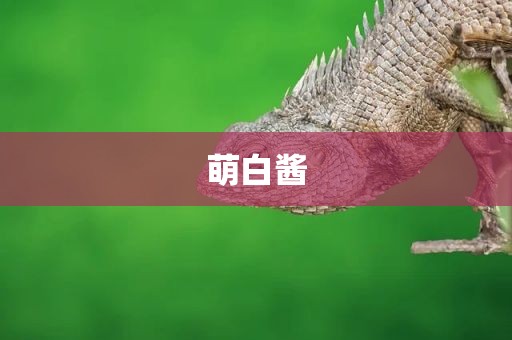 萌白酱