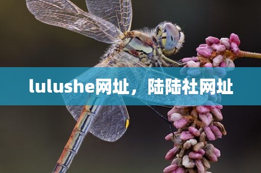 lulushe网址，陆陆社网址
