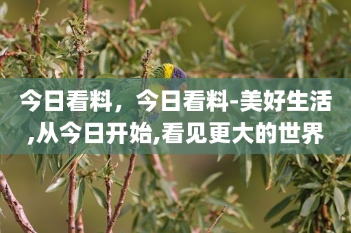 今日看料，今日看料-美好生活,从今日开始,看见更大的世界