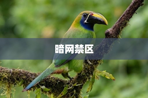 暗网禁区