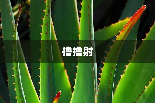 撸撸射