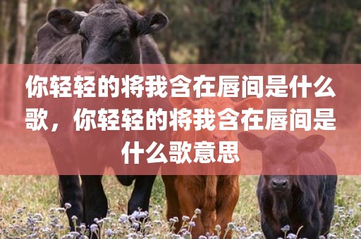 你轻轻的将我含在唇间是什么歌，你轻轻的将我含在唇间是什么歌意思