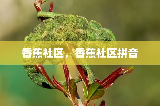香蕉社区，香蕉社区拼音