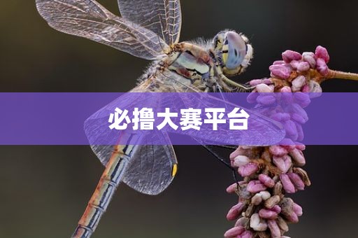 必撸大赛平台