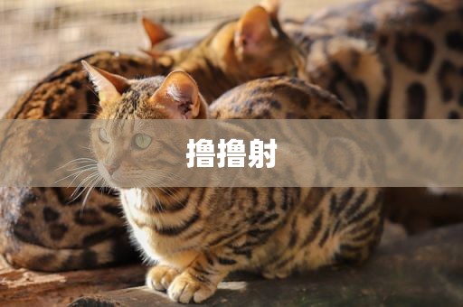 撸撸射
